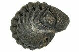 Wide, Enrolled Morocops Trilobite - Morocco #347242-2
